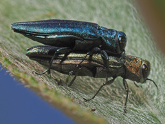 Agrilus viridis