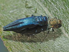 Agrilus viridis