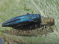 Agrilus viridis