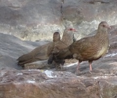 Ptilopachus petrosus