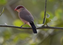 Estrilda troglodytes