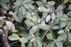 Erysiphe euonymicola