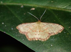 Idaea craspedota