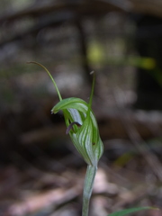 Pterostylis longicurva