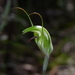 Pterostylis longicurva - Photo (c) David James, some rights reserved (CC BY-NC), uploaded by David James