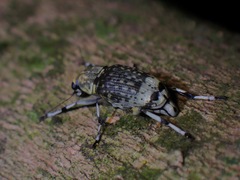 Habrissus fasciatus