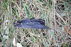 Streptopelia chinensis