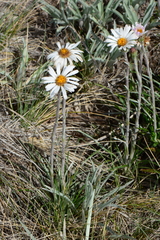 Celmisia pugioniformis