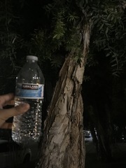 Melaleuca leucadendra