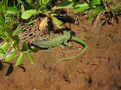 Tyrrhenian Wall Lizard
