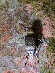 Habrissus fasciatus