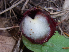 Corybas hispidus