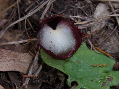 Corybas hispidus