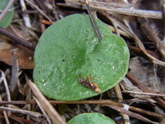 Corybas hispidus