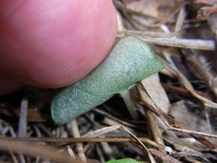 Corybas hispidus