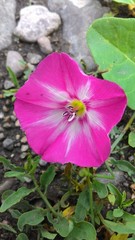 Convolvulus arvensis