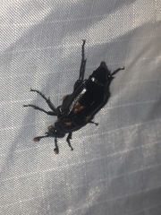 Nicrophorus nigrita