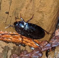 Agyrtidae