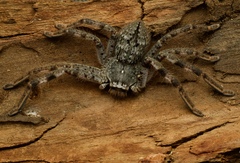 Isopedella victorialis