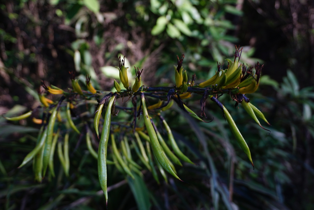 Mountain flax from Omiha, Auckland 1081, New Zealand on November 17 ...