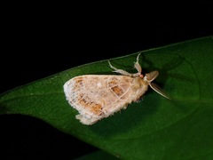Bembina isabellina