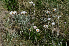 Celmisia pugioniformis