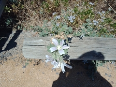 Malva preissiana