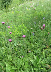 Cirsium pannonicum