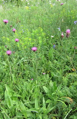 Cirsium pannonicum