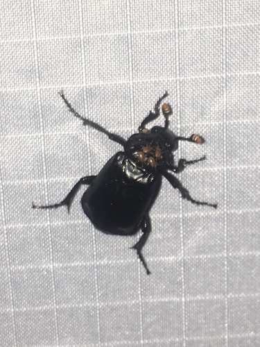 Photo of Black Burying Beetle (Nicrophorus nigrita)