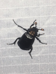 Nicrophorus nigrita