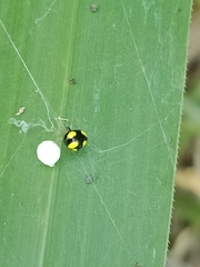 Theridula gonygaster