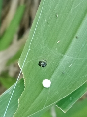 Theridula gonygaster