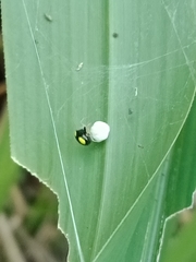Theridula gonygaster