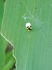 Theridula gonygaster