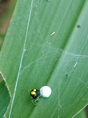 Theridula gonygaster