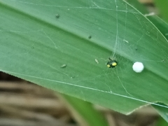 Theridula gonygaster