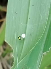 Theridula gonygaster