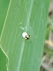 Theridula gonygaster