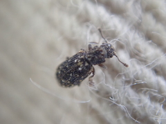 Zebitoma rugosa