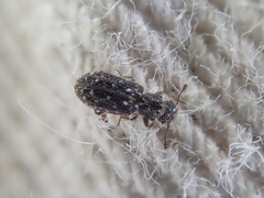 Zebitoma rugosa