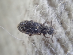 Zebitoma rugosa