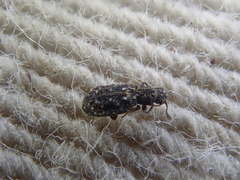 Zebitoma rugosa