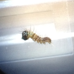 Polygonia interrogationis