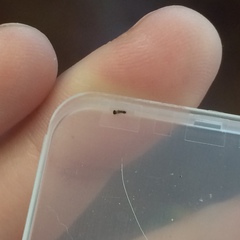 Polygonia interrogationis