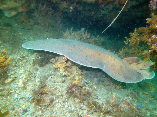 Coffin ray (Hypnos monopterygius) — Hypnidae — 5