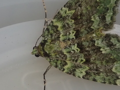 Austrocidaria callichlora