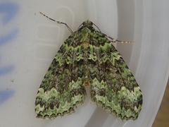 Austrocidaria callichlora