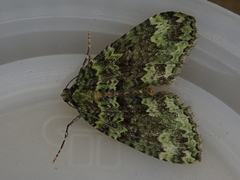 Austrocidaria callichlora