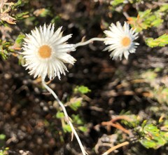 Chrysocephalum baxteri
